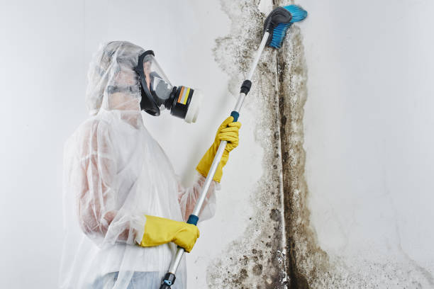 Best Health and Safety Mold Remediation in West Mayfield, PA