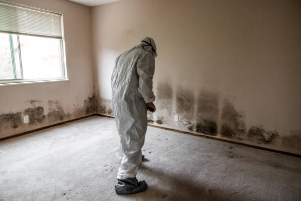 Best HVAC Mold Remediation in West Mayfield, PA